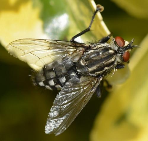 Sarcophaga sp.